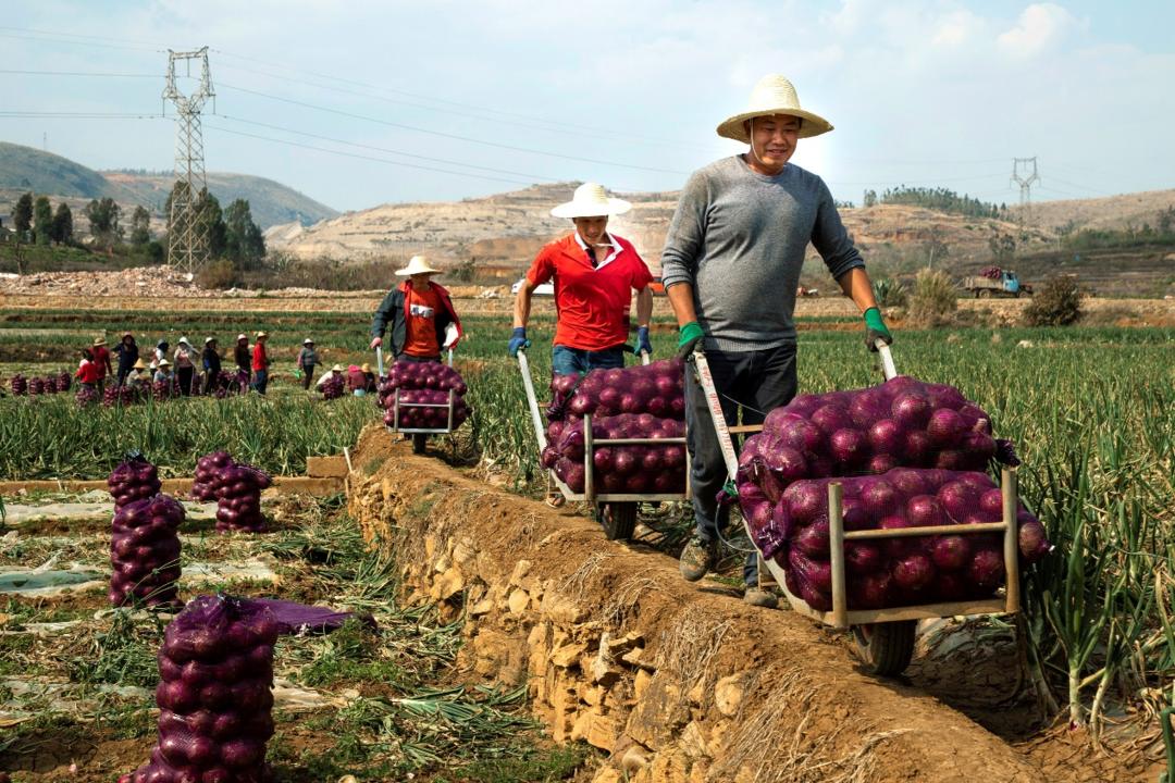 拼多多农产品原产地直发_拼多多助力乡村振兴_拼多多历史最低价怎么计算