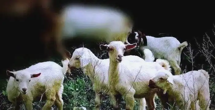 全球羊肉价格上涨原因_羊肉市场供需关系分析_未来羊价格行情预测