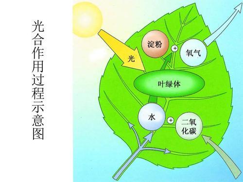 经营场所合作协议_合用场所管理规定_光合作用的主要场所是