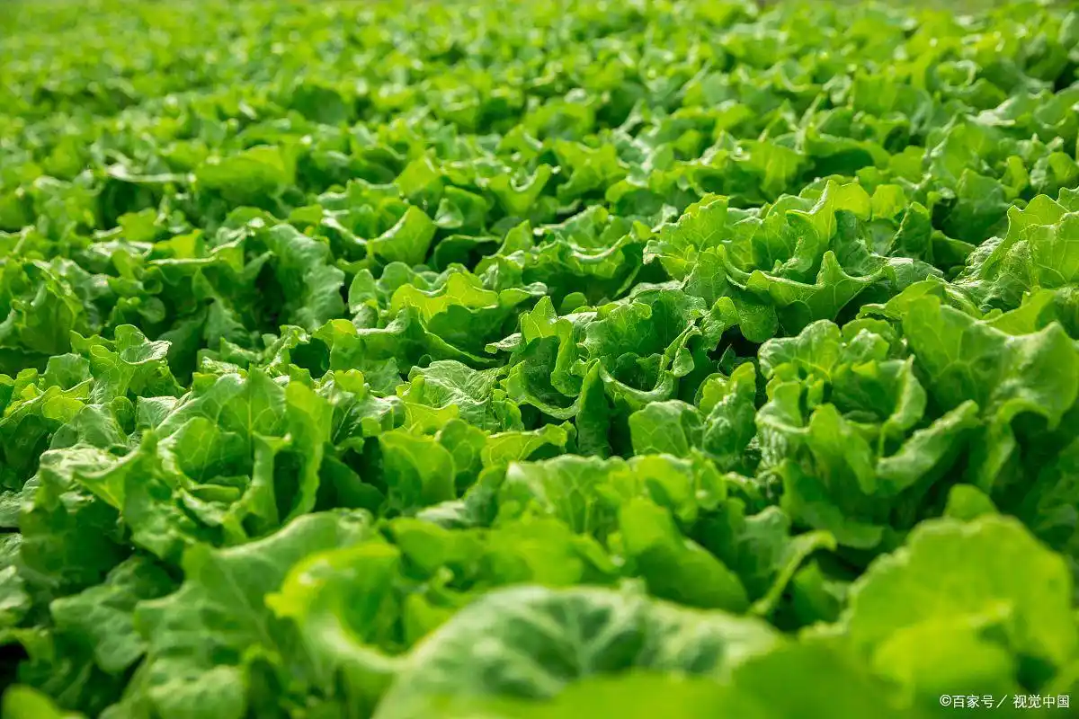 农村小投资创业好项目大全_农村创业小生意_特色小吃创业项目