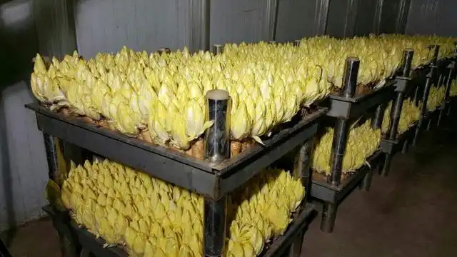 农村劳务承包公司_农村小投资创业好项目大全_农村红白喜事一条龙服务