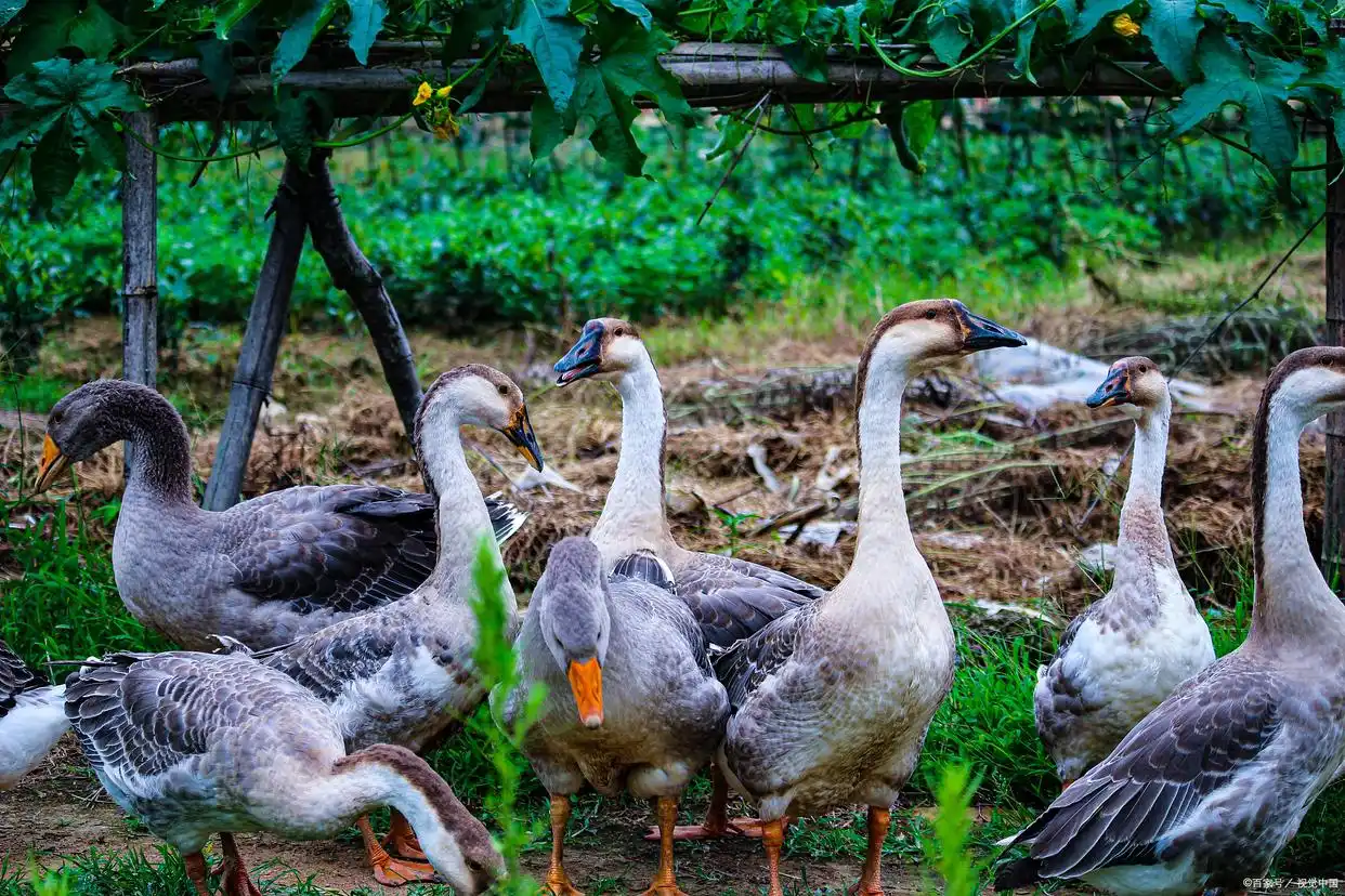 生态土鸡林下散养_农村小投资创业好项目大全_低投入快周转高溢价养殖项目