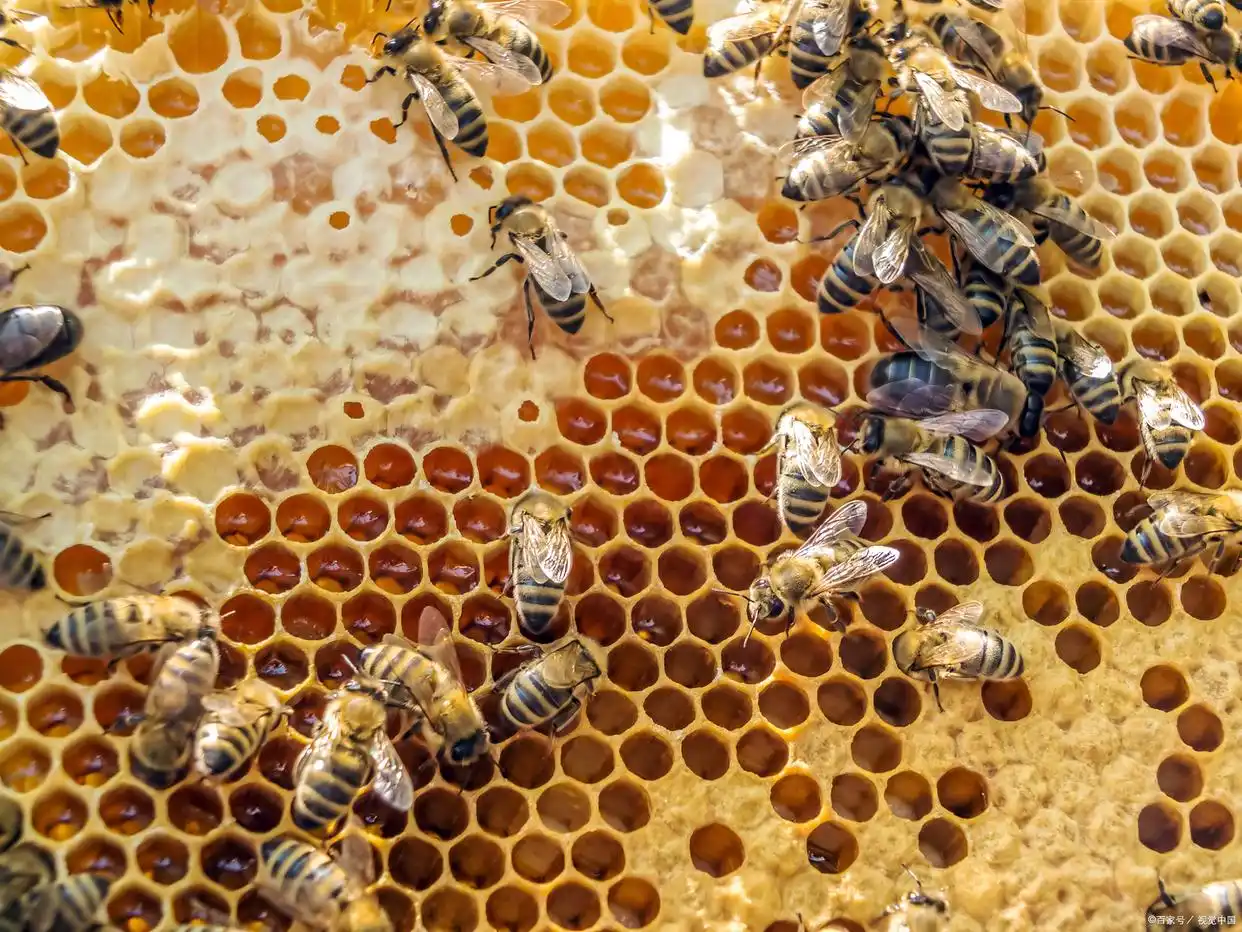 生态土鸡林下散养_农村小投资创业好项目大全_低投入快周转高溢价养殖项目