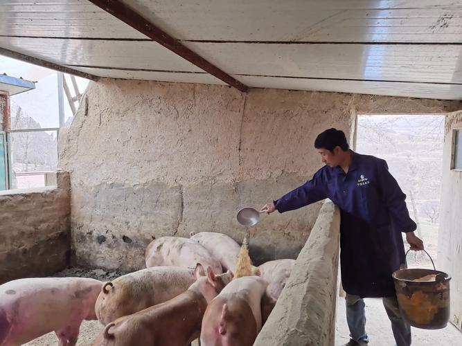 中国农村散养户养猪业现状_是未来3年农村不让养殖业了吗_中小规模猪场消失对猪肉市场的影响