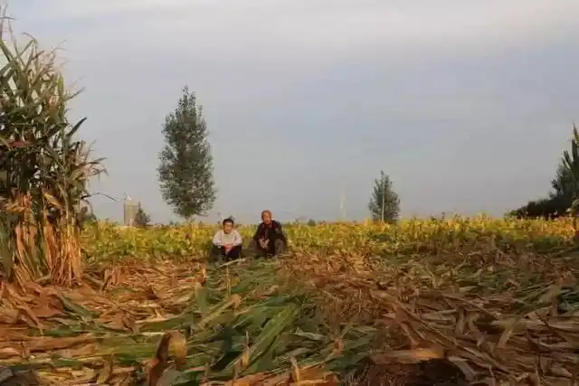 农村妇女想致富有什么好项目_高收益低投入野菜种植_农村种植野菜创业